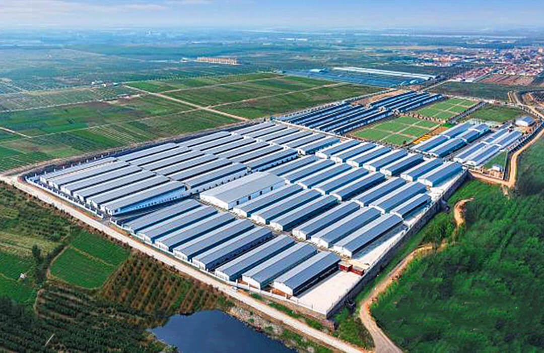 沂水县许家湖镇：“沂蒙金鸽”链动大产业